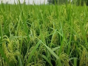 Pradhan Mantri Kisan Yojana