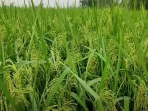 Pradhan Mantri Kisan Yojana