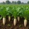 Radish Farming