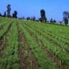 Chickpea Farming