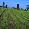 Chickpea Farming