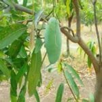 Aam ki Kheti
