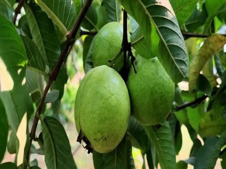 Amrud ki Kheti