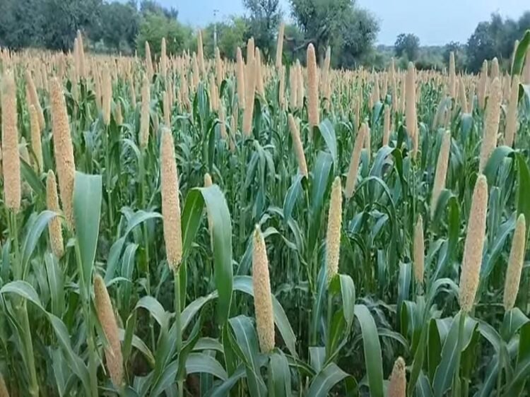 बाजरा की खेती