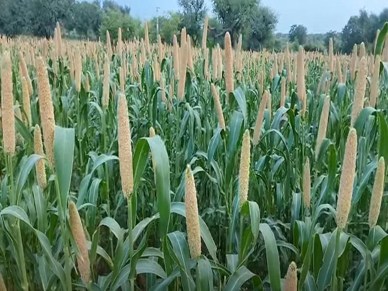 बाजरा की खेती