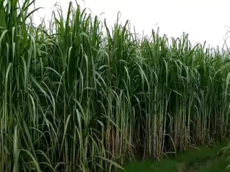 Ganne ki Kheti