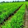 Ginger Farming