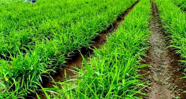 Ginger Farming