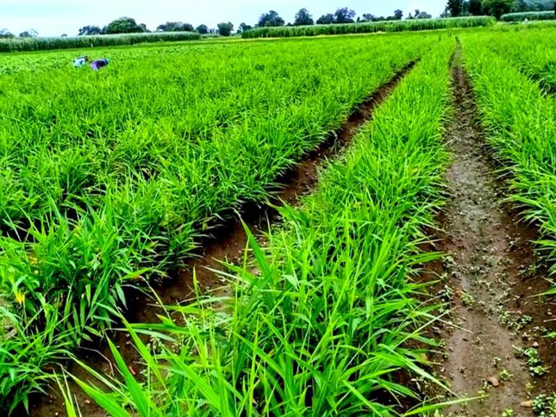 Ginger Farming