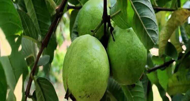 Guava Farming