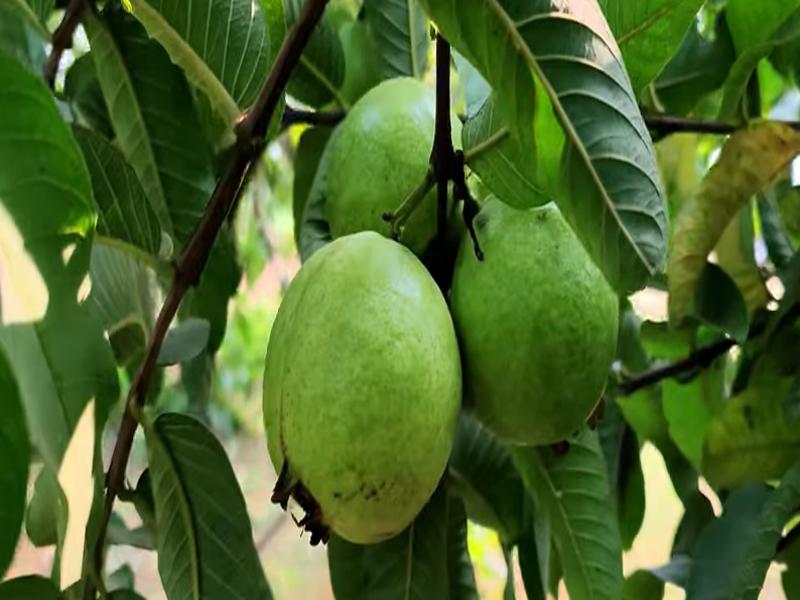 Guava Farming