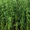 Jute Farming