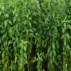 Jute Farming