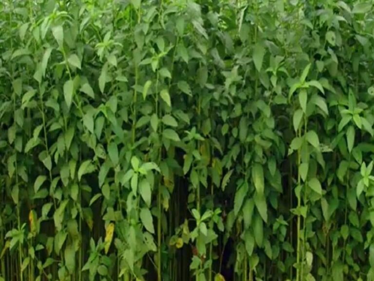 Jute Farming Benefits Varieties And Techniques