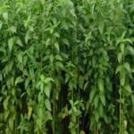 Jute Ki Kheti Kaise Karen - Beej, Buwai, Katai Aur Adhik Upaj Guide