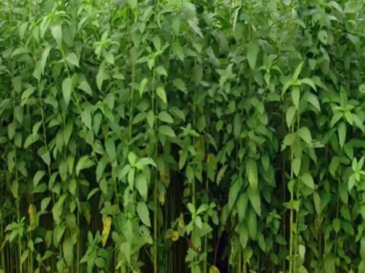 Jute Ki Kheti Kaise Karen - Beej, Buwai, Katai Aur Adhik Upaj Guide