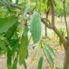 Mango Farming in India