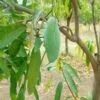 Mango Farming in India