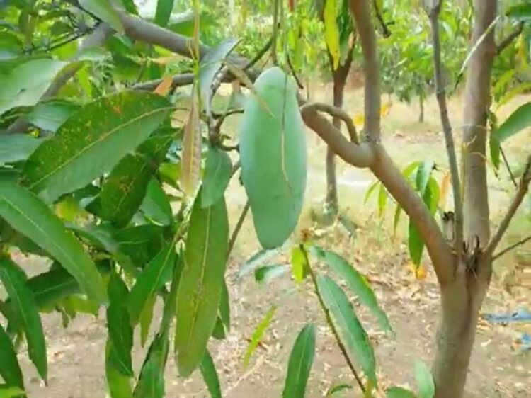 Mango Farming in India