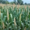 Millet Farming