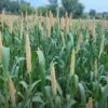 Millet Farming