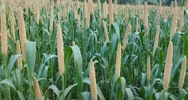 Millet Farming