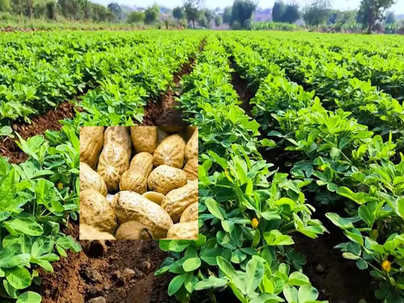 Moongfali Ki Kheti se adhik upaj aur behtar munafa ki jankari