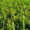 Paddy Farming In India