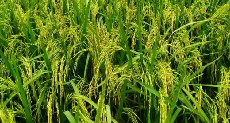 Paddy Farming In India