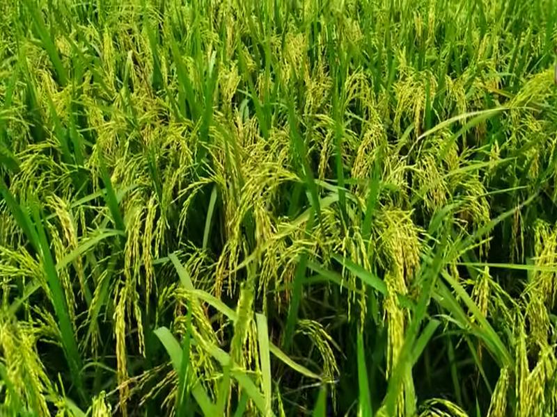 Paddy Farming In India