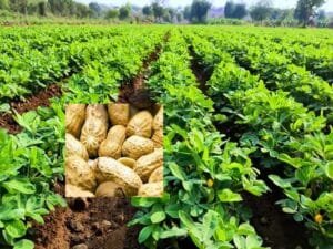 Peanut Farming in India