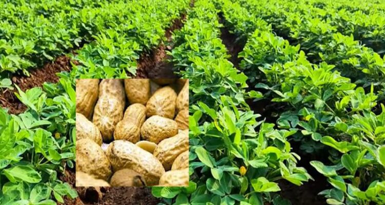 Peanut Farming in India