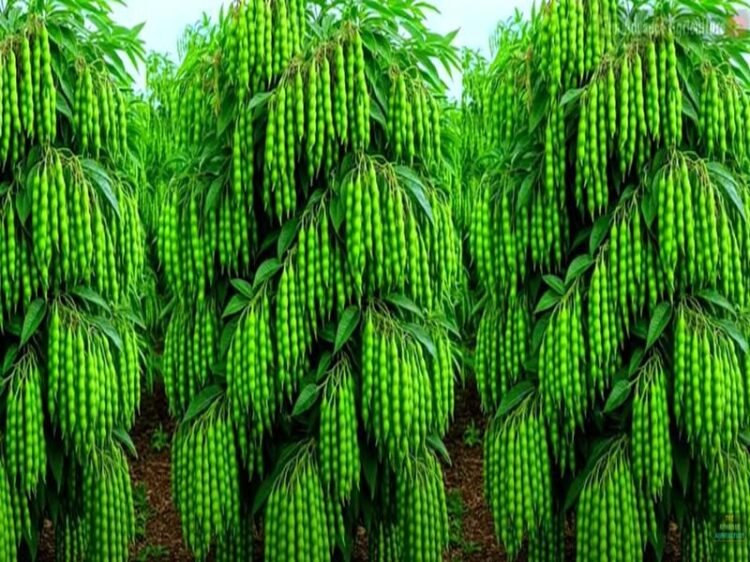 Pigeon Pea Farming