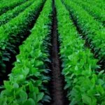 Soybean ki Kheti