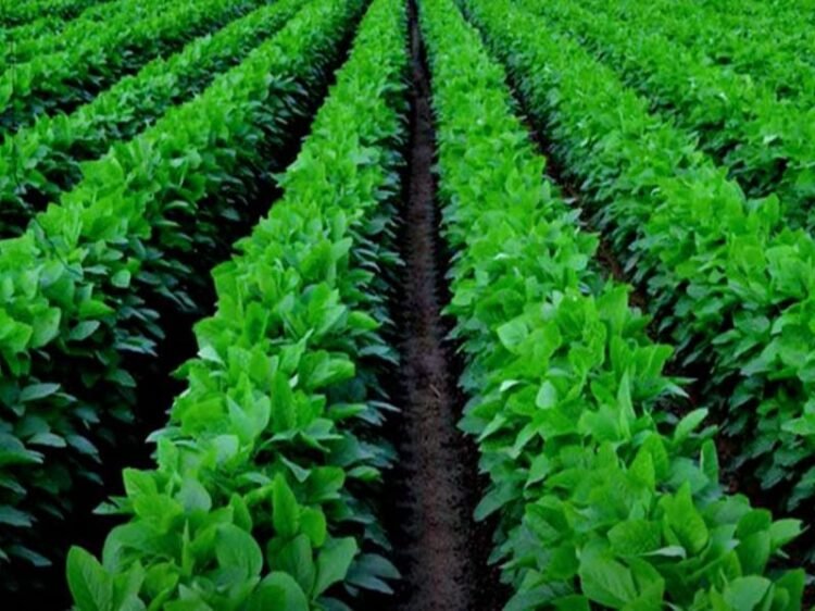 Soybean ki Kheti
