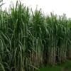 Sugarcane Farming in India