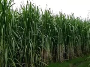 Sugarcane Farming in India
