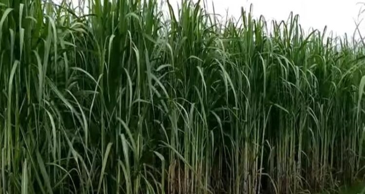 Sugarcane Farming in India