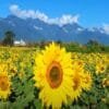 Sunflower Farming in India