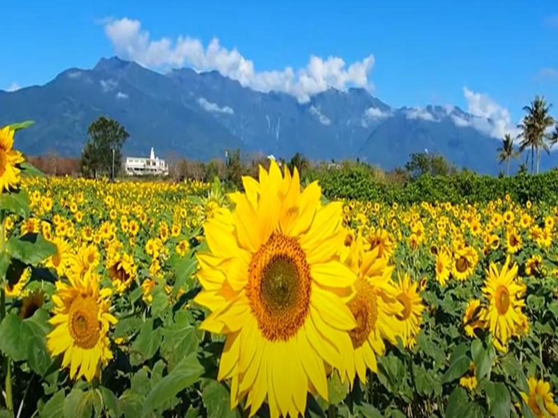 Sunflower Farming in India