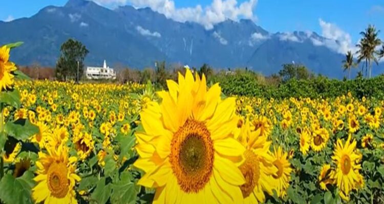 सूरजमुखी की खेती