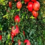Anar ki Kheti