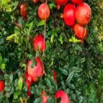 Anar ki Kheti