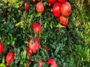 Anar ki Kheti