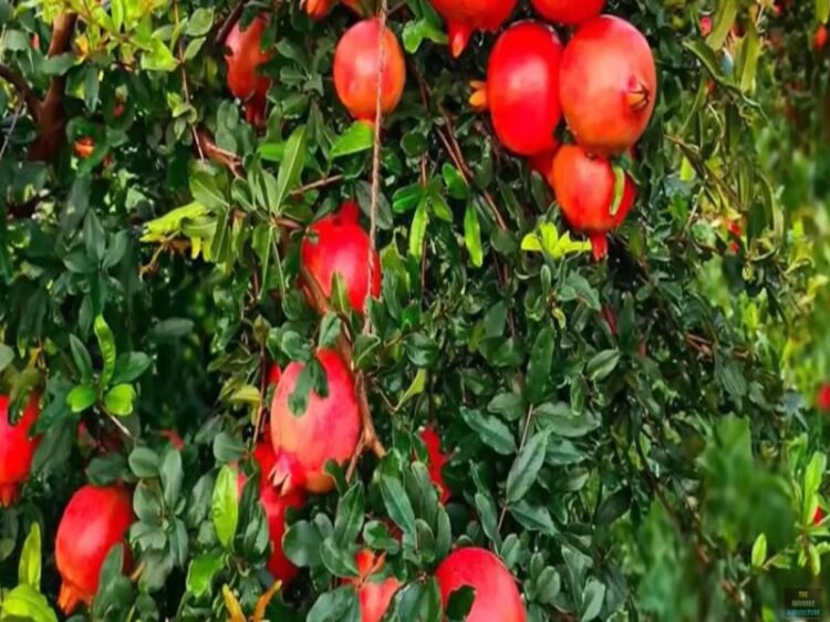 Anar ki Kheti