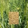 Barley Farming
