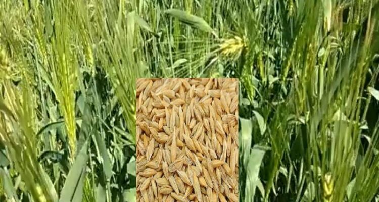 Barley Farming