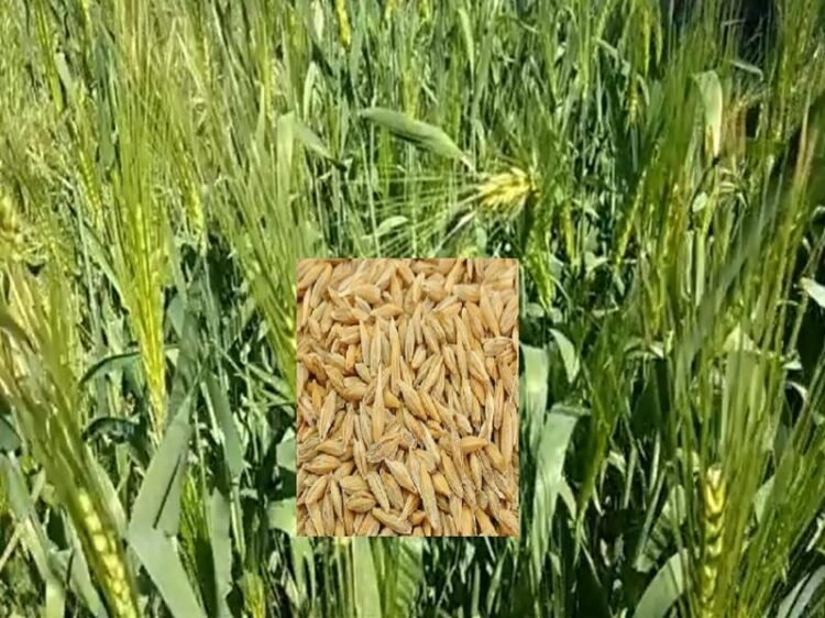 Barley Farming