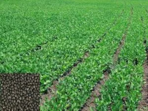Black Gram Farming