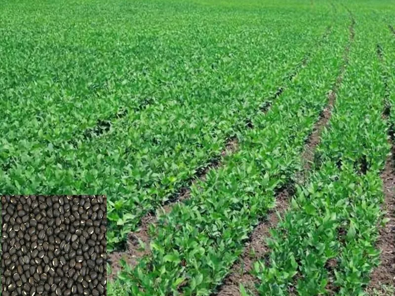 Black Gram Farming